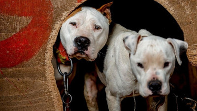 Ankara Mamak'ta pitbull dehşeti