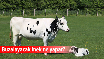 Buzalayacak inek ne yapar?