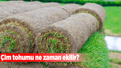 Çim tohumu ne zaman ekilir?