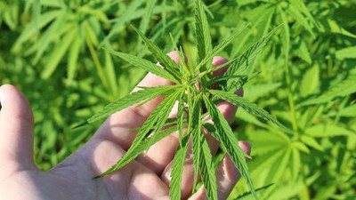 Tıbbi Kenevir nedir, ne işe yarar? Sağlıktaki yeri ve faydaları nelerdir?