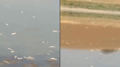 Çubuk’taki balık ölümleri halkı tedirgin etti