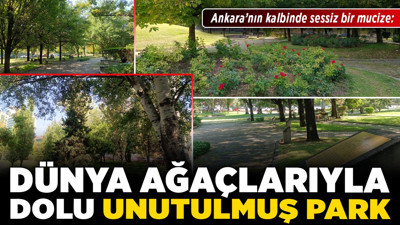 Ankara’nın kalbinde sessiz bir mucize: Dünya ağaçlarıyla dolu unutulmuş park