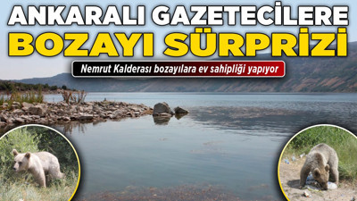Ankaralı gazetecilere bozayı sürprizi! Nemrut Kalderası bozayılara ev sahipliği yapıyor