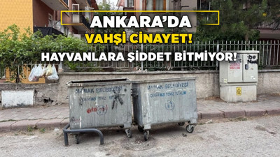 Ankara’da vahşi cinayet! Hayvanlara şiddet bitmiyor!
