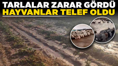 Ankara’da yağış alarmı: Tarlalar zarar gördü hayvanlar telef oldu