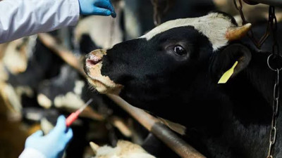 Şap hastalığı Ankara’da görüldü mü? Belirtileri ve alınması gereken önlemler