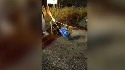 Çamlıdere’de kafasını tenekeye sıkıştıran ayı böyle kurtarıldı! Görüntüler sadece Yeni Ankara’da