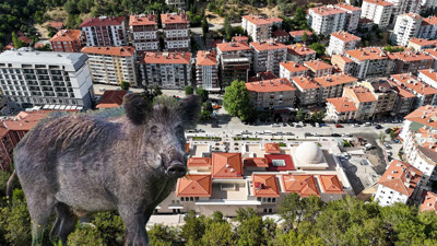 Kızılcahamam’da domuz alarmı