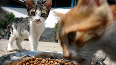 Ankara'da sokak kedileri için imza kampanyası