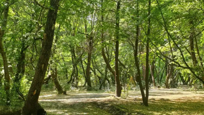 Yenimahalle’de yeşil seferberliği! 16 yılda milyonlarca metrekare kazandırıldı