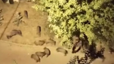 Kızılcahamam’a sürpriz misafirler: Yaban domuzları ilçe merkezine indi
