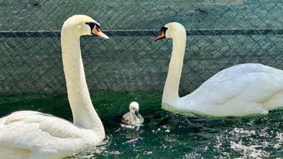 Kuğulu Park’ta şok iddia! Kuğuların kanadı mı kırılıyor?