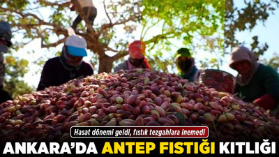 Ankara’da Antep fıstığı kıtlığı! Hasat dönemi geldi, fıstık tezgahlara inemedi!