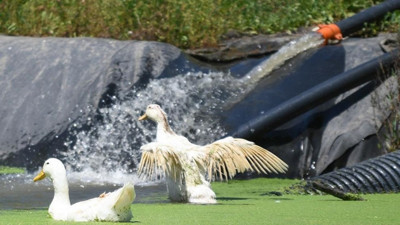 Biyoremediasyon nedir? Çevre kirliliğinde biyoremediasyonun önemi neler?