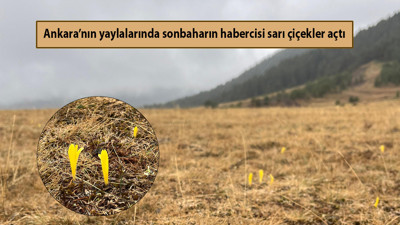 Ankara’nın yaylalarında soğuk havaya meydan okuyan sarı çiçek açtı!