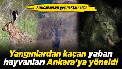 Yangınlardan kaçan yaban hayvanları Ankara’ya yöneldi: Kızılcahamam göç noktası oldu