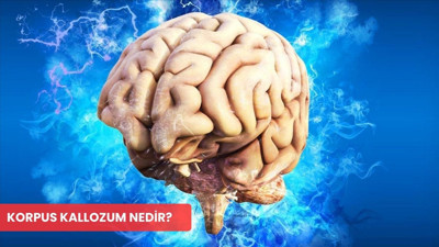Korpus Kallozum nedir ve neden bu kadar önemli?