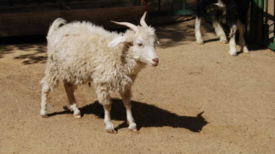 Ankara'nın meşhur tiftik keçisinin nitelikleri