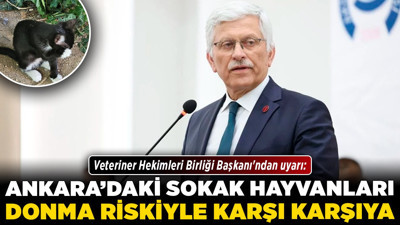 Veteriner Hekimleri Birliği Başkanı'ndan uyarı: Ankara'daki sokak hayvanları donma riskiyle karşı karşıya