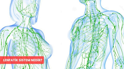 Lenfatik sistem nedir? Görevleri ve lenf düğümü şişmesi