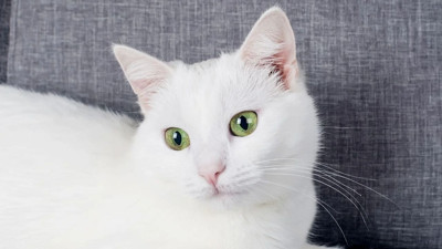 Meşhur Ankara Kedisinin özellikleri nelerdir?