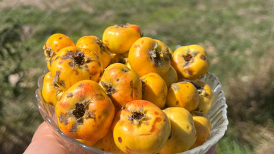 Kızılcahamam'da dağlarda yetişen alıç ve kuşburnu vatandaşın gözdesi oluyor