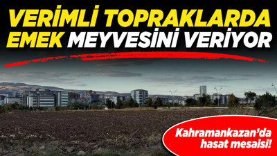 Kahramankazan’da hasat mesaisi! Verimli topraklarda emek meyvesini veriyor!