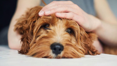 Epilepsi hastası bir köpek ne kadar yaşar?