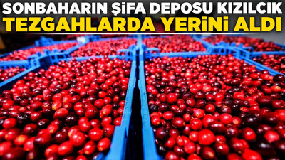 Sonbaharın şifa deposu kızılcık tezgahlarda yerini aldı