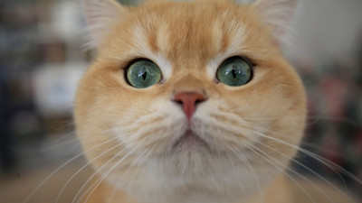 Kedilerde kuduz aşısı: Ne zaman ve neden yapılmalı?