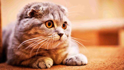 Kedilerde açık yaraya evde ne yapılır?