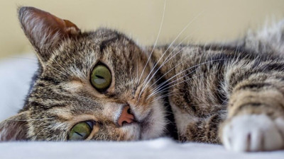 Kediler öleceğini anlayınca ne yapar?