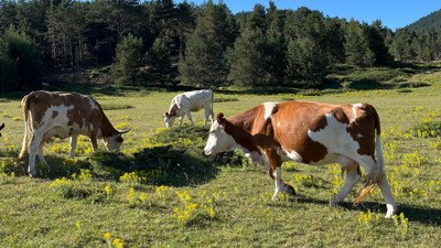 İşte Ankara’ya en uyumlu inek ırkları!