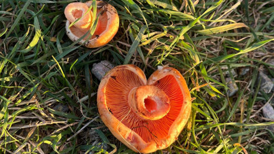 Kızılcahamam'da mantar sezonu açıldı!