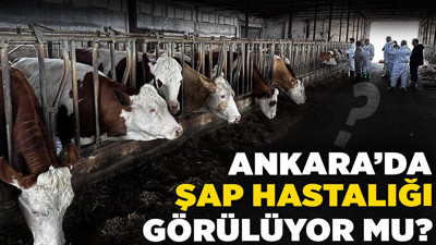 Ankara’daki besiciler endişeli! Ankara’da şap hastalığı görülüyor mu?