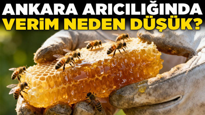 Türkiye Ziraatçılar Derneği'nden önemli açıklamalar: Ankara arıcılığında verim neden düşük? Kızılcahamam, Çubuk, Ayaş öncü!