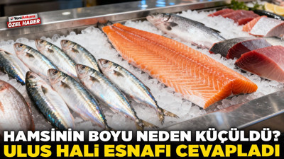 Hamsinin boyu neden küçüldü? Ulus Hali esnafı cevapladı!