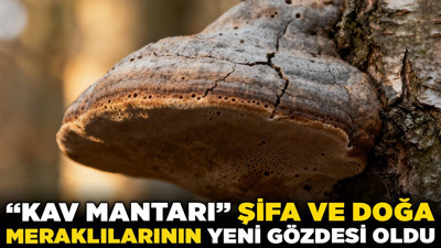 Ormanın "gizli" hazinesi: "Kav Mantarı" şifa ve doğa meraklılarının yeni gözdesi oldu