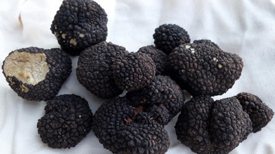 Toprağın altındaki zenginlik: Trüf mantarı!