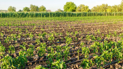 ABB'den çiftçilere büyük destek: Hibeli damla sulama boruları Ankara’nın dört ilçesinde dağıtılacak