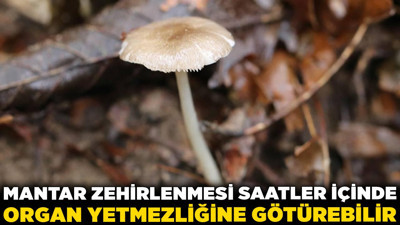 Aman dikkat! Mantar zehirlenmesi saatler içinde organ yetmezliğine götürebilir!
