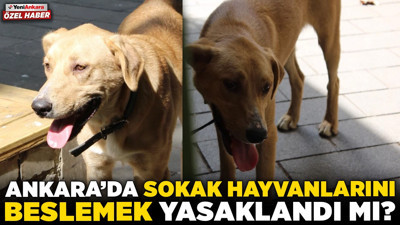 Ankara'da sokak hayvanlarını beslemek yasaklandı mı? Gözler Ankara Valiliğine çevrildi