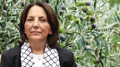 Rant hırsı zeytini vurdu! CHP Ankara Milletvekili Ersever, yıkım politikasına isyan etti