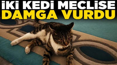 TBMM kulislerinde ‘Pati’ mesaisi: İki kedi meclise damga vurdu!