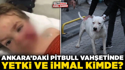 Ankara'daki pitbull vahşetinde yetki ve ihmal kimde? Etimesgut Belediyesinden Yeni Ankara'ya özel açıklama