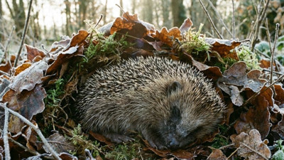 Ölü sanıp çöpe atmayın! Kış uykusundaki kirpiler için kritik uyarı