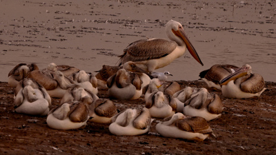 5 Ocak Dünya Kuş Günü: Başkentin gökyüzündeki misafirlerini fark edin!