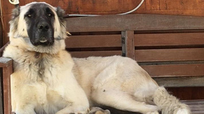 Muğla'da acı olay! Kurşunlar köpeğe isabet etti