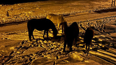Kızılcahamam'da aç kalan yılkı atlarını doyurdular! Zorlu kış şartlarında örnek davranış