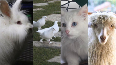 Ankaralıların hafta sonu yeni adresi: Endemik Vadi!